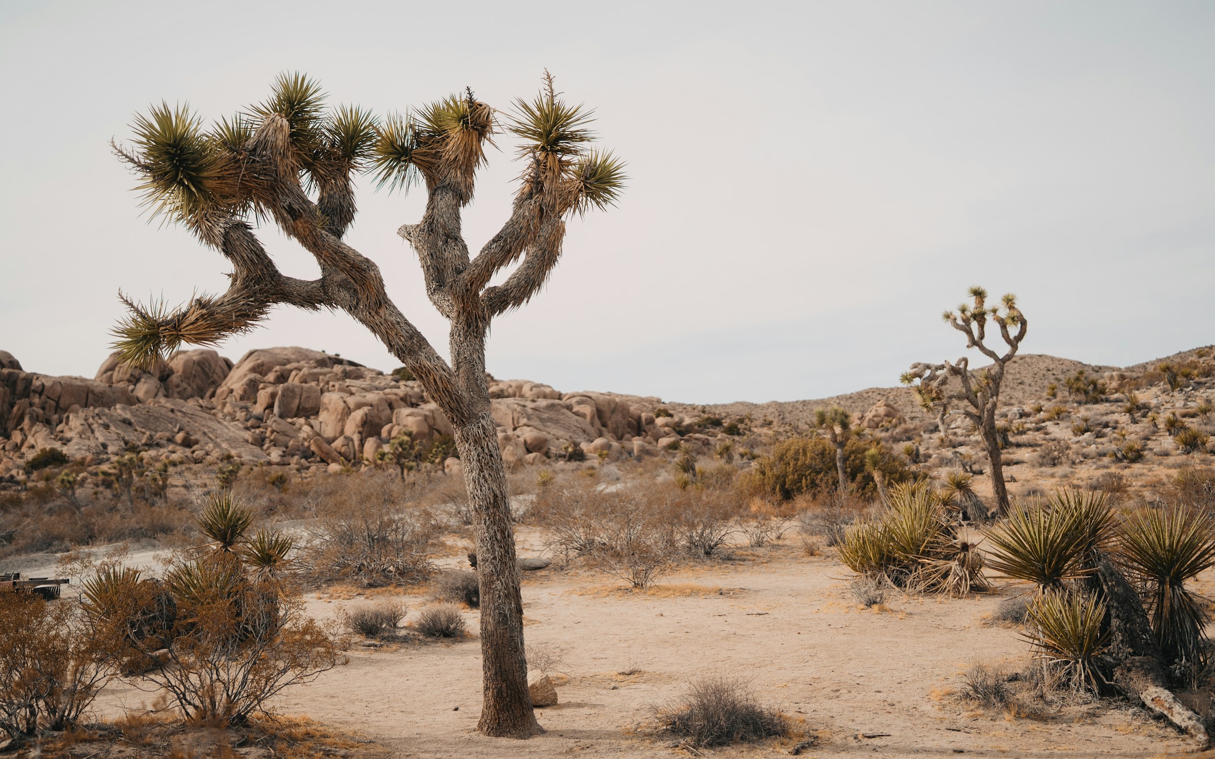 Joshua Tree setting