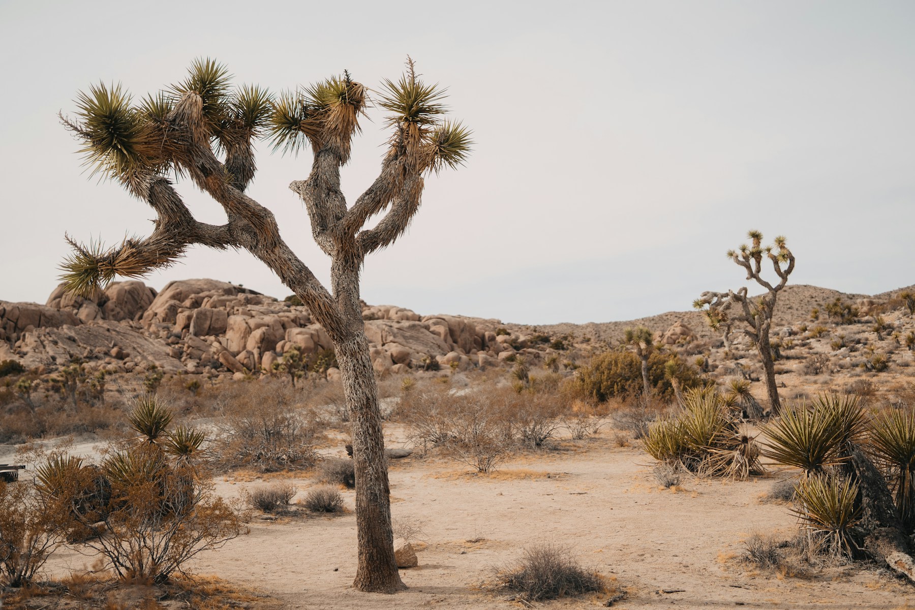 Illustrative High Desert landscape context